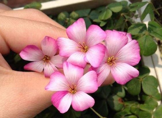 酢浆草品种:见过这么漂亮的“三叶草”吗?花色五彩缤纷,能开3个季度的花