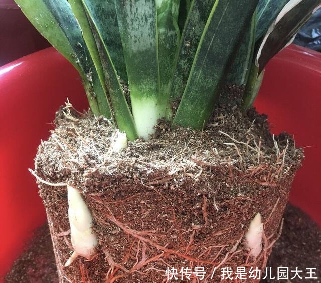 养花■养花的三个“禁忌”,沾上一个,就容易养死,你中了几个