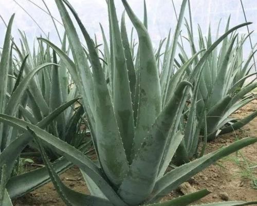  观赏价值：3种室内植物，看起来“太丑”，殊不知有作用，摆家里“吸甲醛”
