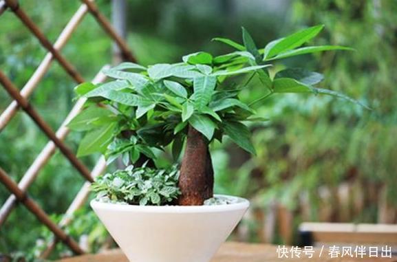 【日常】看腻了绿萝、吊兰,就居家养盆发财树,日常注意3点枝繁叶茂
