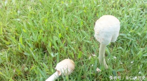 农村草地上的这种野味，长得像“鸡腿”，据说价值很珍贵