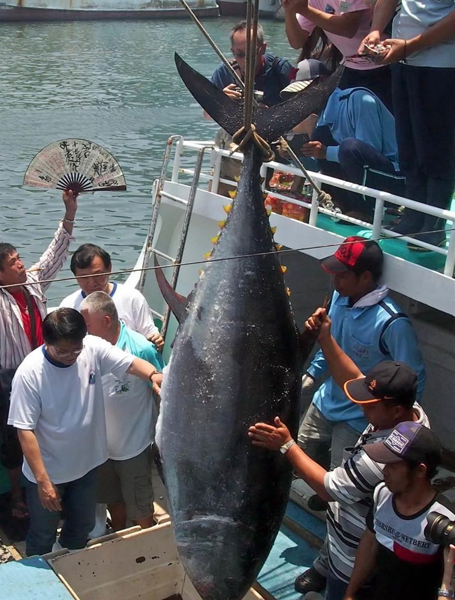 海鲜的天堂,金枪鱼胖成球,为什么索马里成了鱼类的避风港?