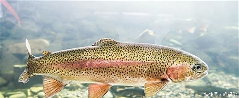  [发现]黄河流域发现“怪鱼”，原来是“外来户”，专家却说是大