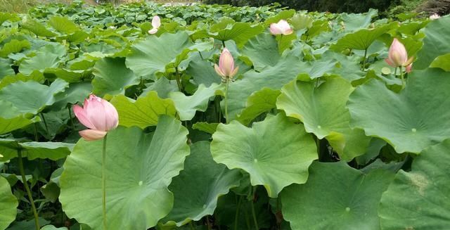  莲藕■农田里长出的“宝贝”，知道是什么吗？其实你每天都有见过
