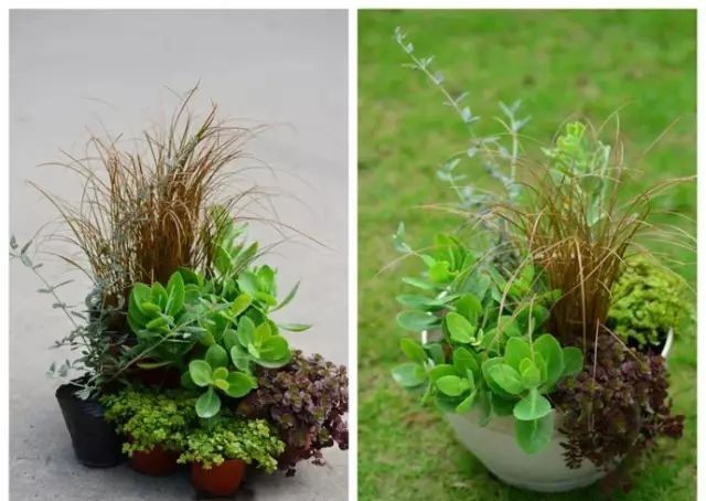  植物@你还在一盆一棵地种？达人都已经玩到这种地步啦