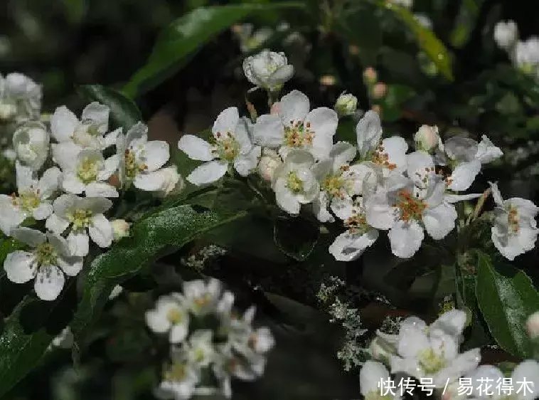 『变叶』海棠鉴赏|变叶海棠和花叶海棠的辨识与鉴赏