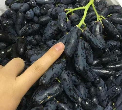  「绿萝」绿萝扔了吧！此果树1年结果100斤，浇水就长，院子种2棵