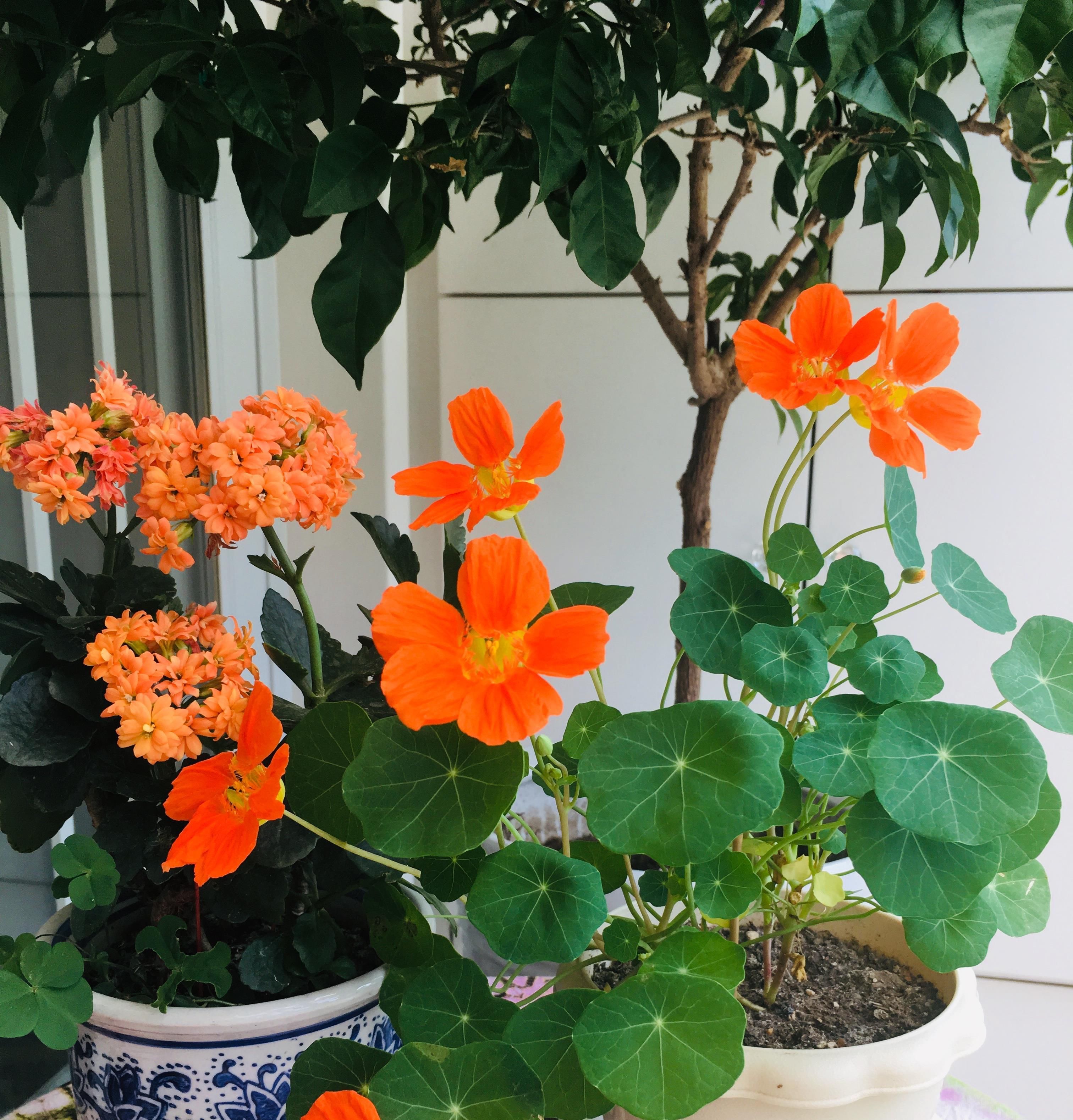  #绿萝#别养绿萝吊兰了，这种盆栽绿植，花叶俱美，四季开花，更值得拥有