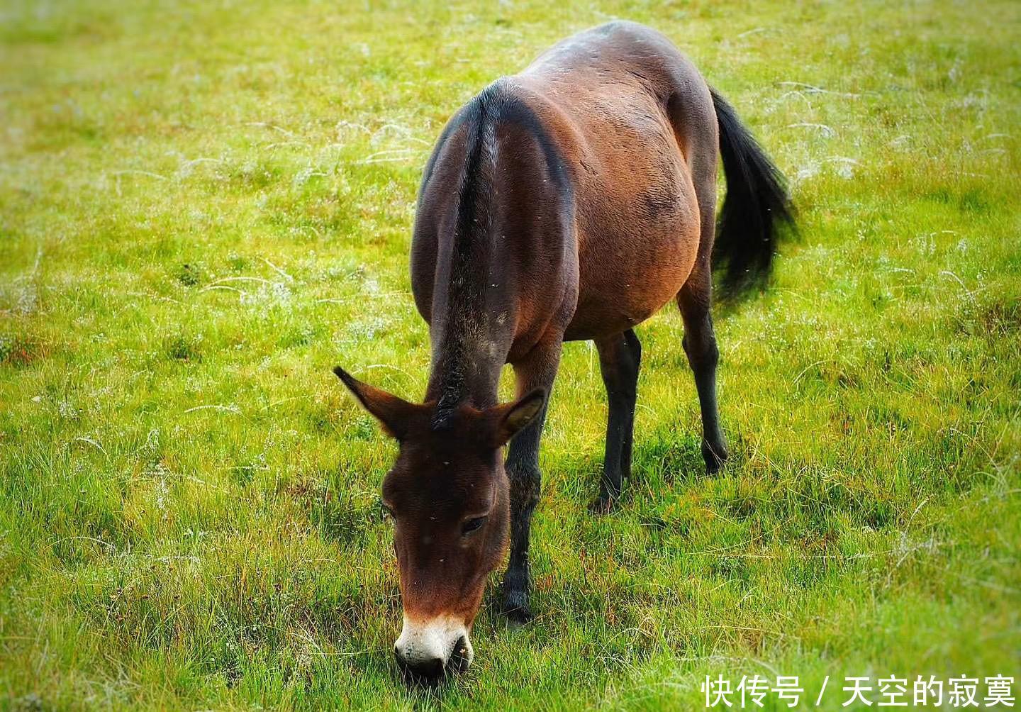  【绚烂】人间胜境香格里拉，藏着一座如水彩画般绚烂的宝藏公园，美如诗画