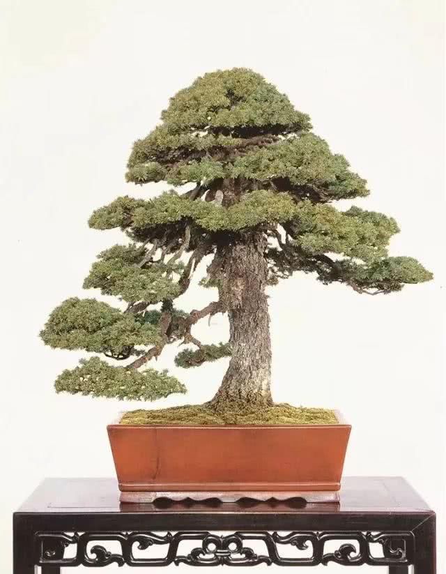 『感悟』盆景人感悟:勤奋,成就生活之美!