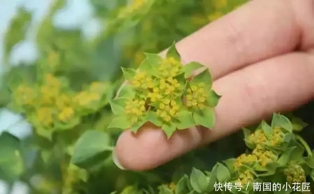竟然|四种“叶上花”,竟然真的在叶子上“开花”,罕见又别致!