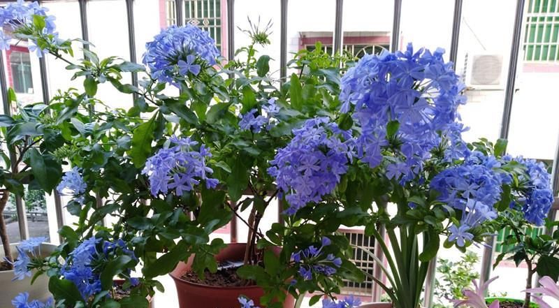  『值得』此植物漂亮又好养，四季开花，观赏价值高，还可做盆景，值得入手