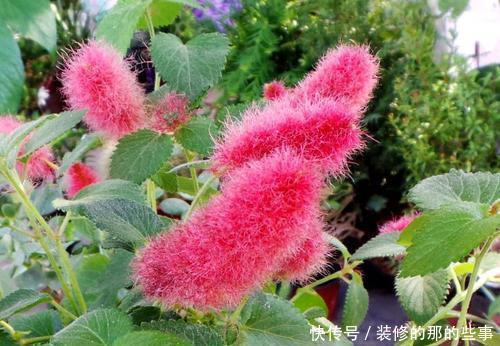 『值得』一种花,春夏秋都开花,毛茸茸的样子惹人爱,值得拥有!
