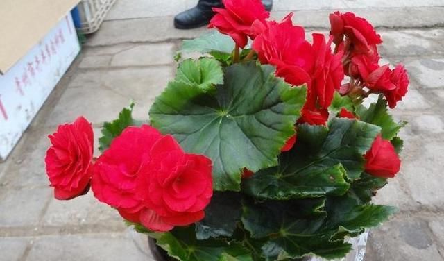  #浇死#“此3种花”养不好，其实都是浇水浇死的，你有中招吗？