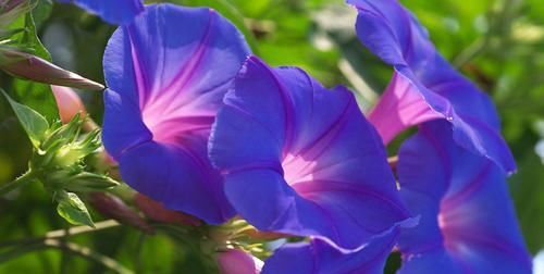  『耐晒』夏天到了,养1棵这个“开花机器”,耐晒生长快,开花不断