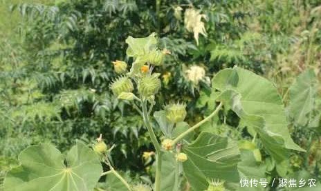 农村有一种野果，价值很珍贵，对治疗耳鸣非常有效