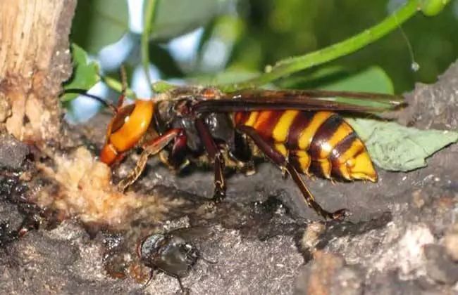  七月|农村俗语“七月蜂八月蛇，九月黄鳝惹不得！”农民干农活可