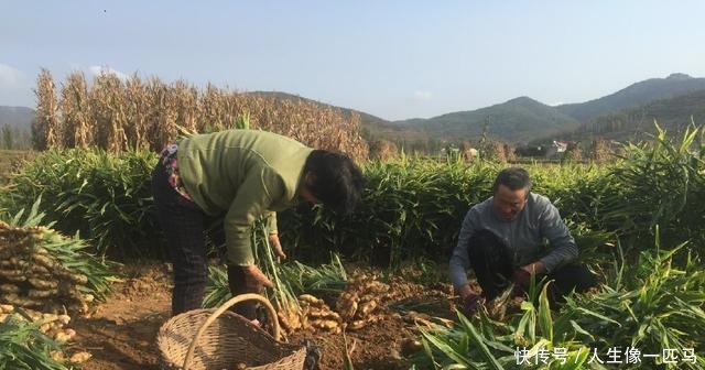 农民大哥不种玉米专种它，批发一斤2元以上，亩产8500斤