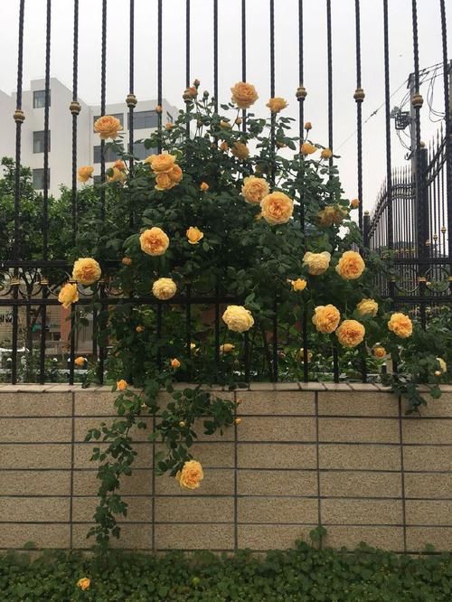  「开花」想要阳台成花海，不妨养这些花朵，好养易爆，关键开花绚丽多彩
