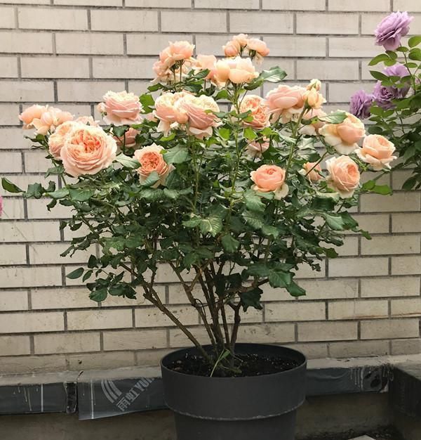  「值得」一款花超香的盆栽，比兰花还香，颜值也高，全年开花，很值得种植