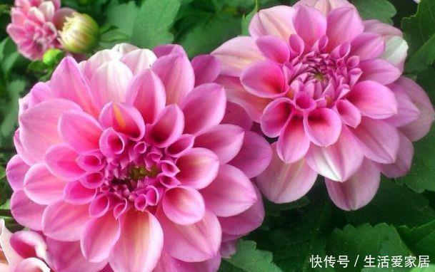 『打造』5种盆栽全年开花,花大色艳,一盆千朵花,养在家里打造温馨花园