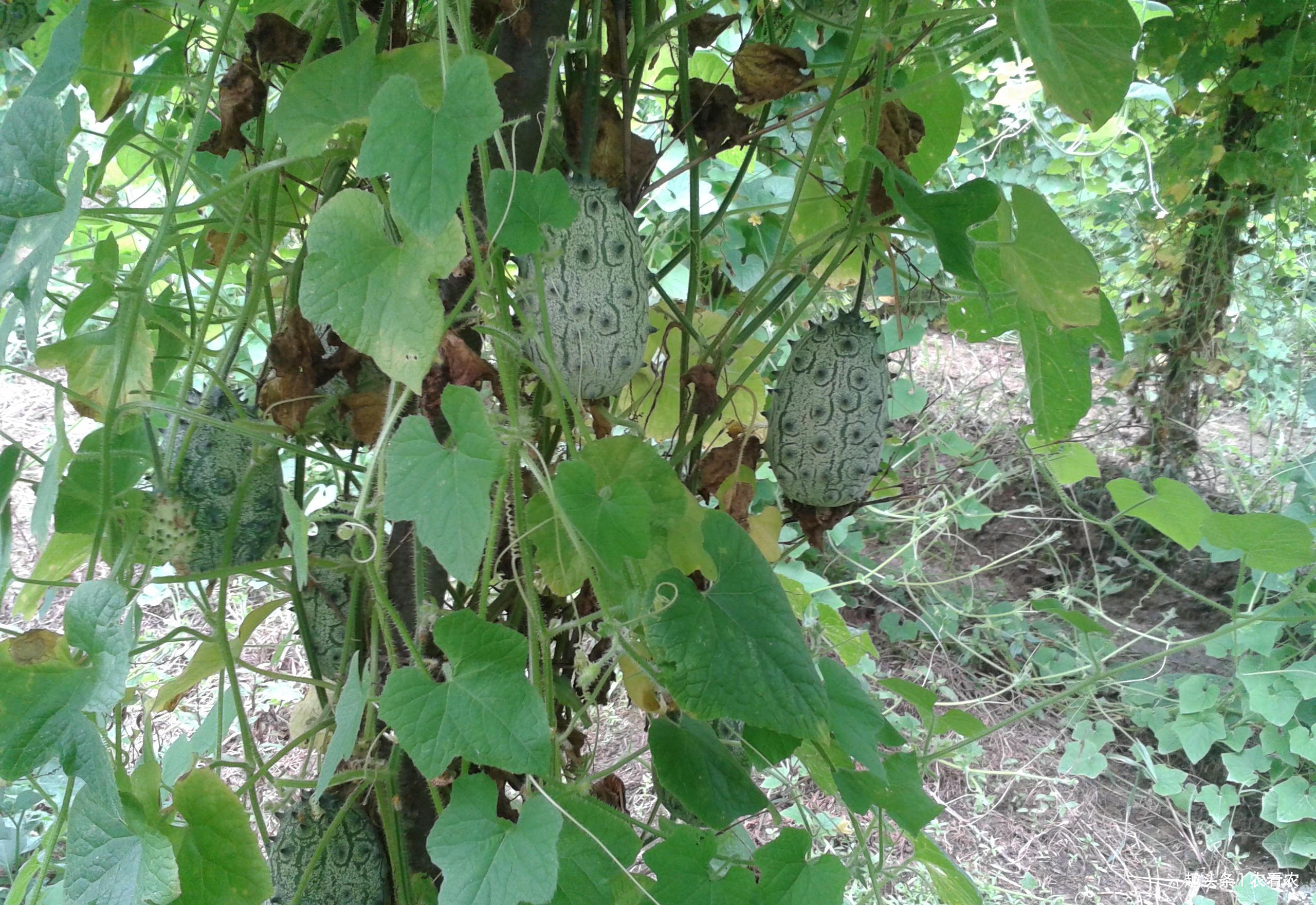  #采收#120天即可采收，超市6元一个，亩产达8000个，少有人种植