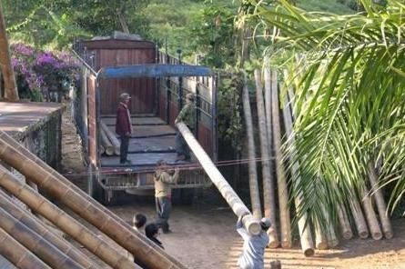  我国：世界最大的竹子，高度超10层楼，就在我国，你能相信它是