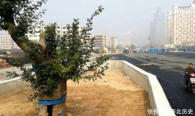 郑州千年古树不简单，因大火沉睡百年再发新芽，政府设特殊保护区