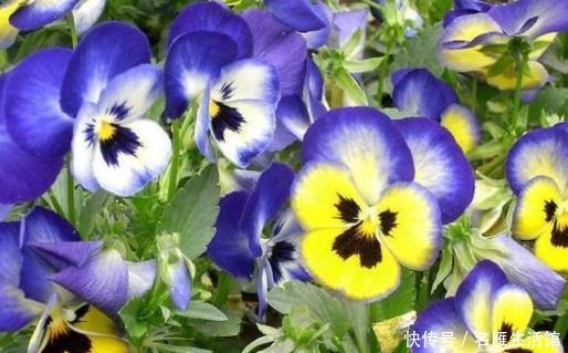  『茉莉花』阳台养这三种“懒人花”，扔上面不用管让它自己晒太阳，花爆满盆