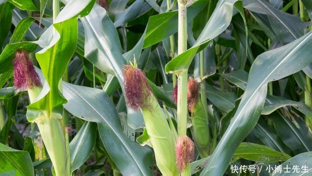600元一亩承包田，种植小麦玉米一年可赚多少钱？看看老农怎么说