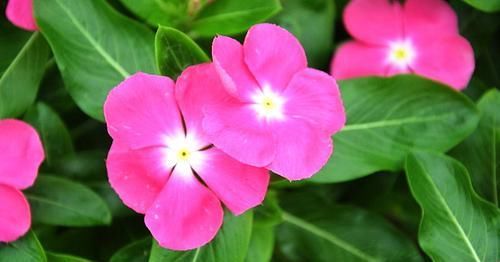  虎皮兰：4种好养易活的花卉植物，养在家里，晒晒太阳，浇浇水也能爆盆