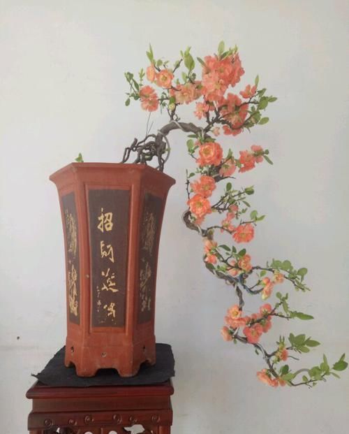 堪称:“高档玫瑰”烛光,开花似美人起舞,比“菊花”美,堪称养花生肖