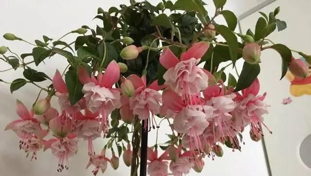 绿萝@比绿萝还漂亮的花,一个枝泡水里,10天长根,喜庆好看,一开99朵