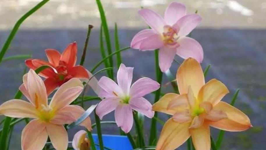  『家里』“4种花”养家里，浇水就疯长，给点阳光就“灿烂”，开花不断！