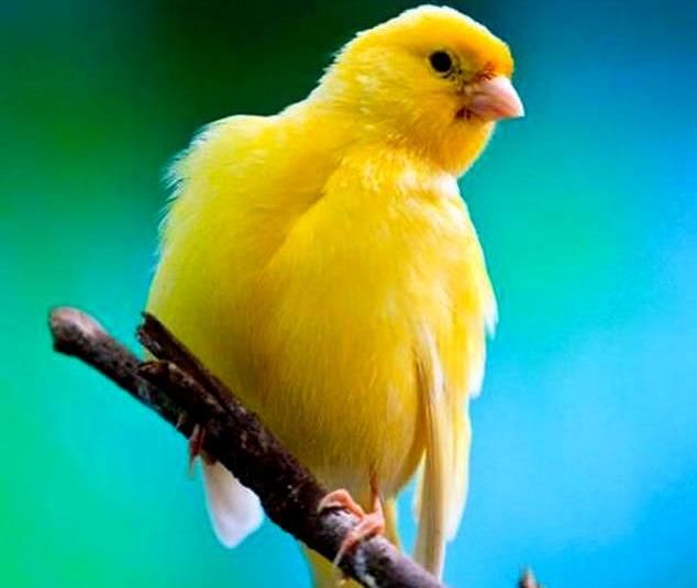  「好运」心理学：你最喜欢哪只小鸟，测出三月份你的哪种好运爆