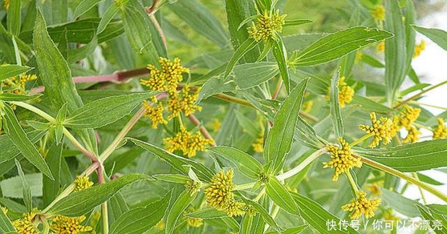 这种植物原产于南美，随进口粮食偷偷进入我国，目前已泛滥成灾