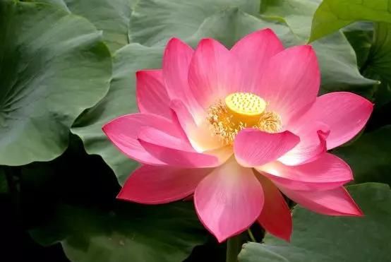  「今生」12种名花，如12位良师益友，与之相伴今生足矣！