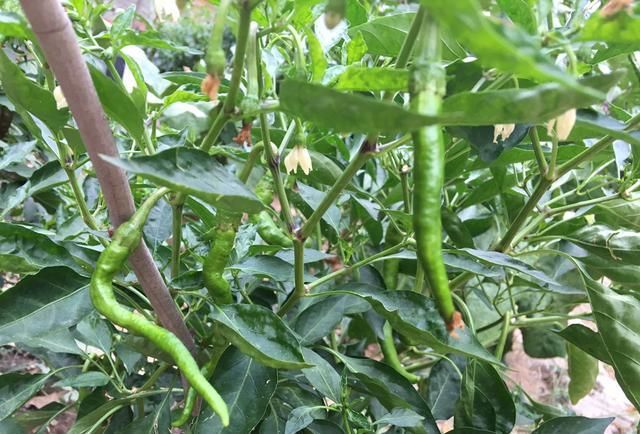 『种菜』几个空油桶、旧盆、塑料筐种菜,种出一个小菜园,不愁没菜吃了