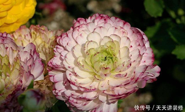 专属|3种花适合新手,一养就爆盆,开花量大非常漂亮,养出专属小花园