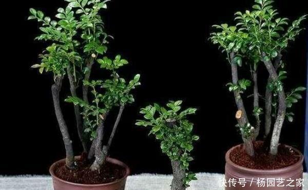 牡丹|堪称我国最好养的盆景，不仅比牡丹大气，而且美观寓意好