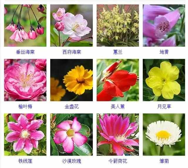  【品种】400种 · 观花植物品种大全，值得收藏