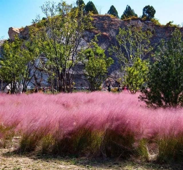  「偿命」4种美死人不偿命的小草，有一种因太美而受人践踏