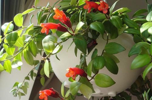  『艳丽』家养这四款花，花期长开花艳丽，枝上花苞爆满，养阳台繁花似锦