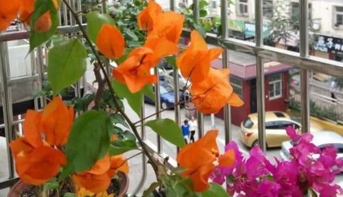  『品种』三角梅开花超好看的8个品种，开花持续280天，还不来养一盆？