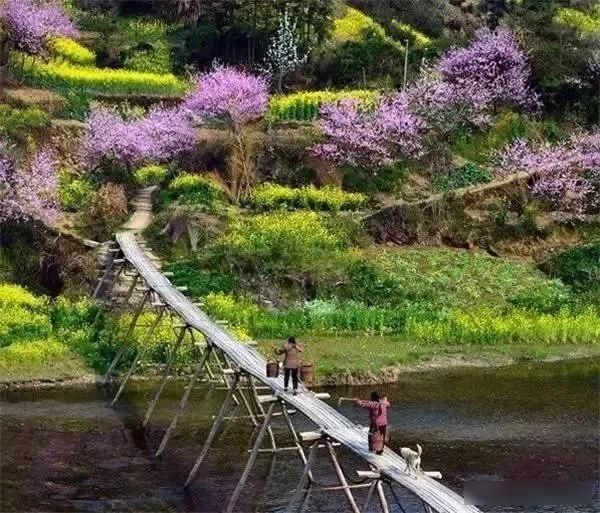 「樱花」中国这些花开成海的地方,美极了