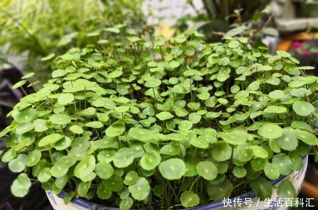 「天一」养花技巧:安全度夏水培花,天一热就养它,1杯水养爆盆