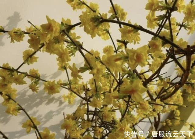  『观赏价值』在长江以南，有1种“连翘花”珍贵，平时在山坡下生长，值钱！