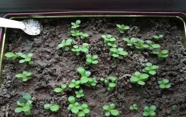 好养理由■这5种花命真大,掐个枝就能活,长满家里空地!
