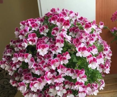 『绿萝』别养绿萝了,这“2种花”好养活,泡水里7天生白根,开花多又美!