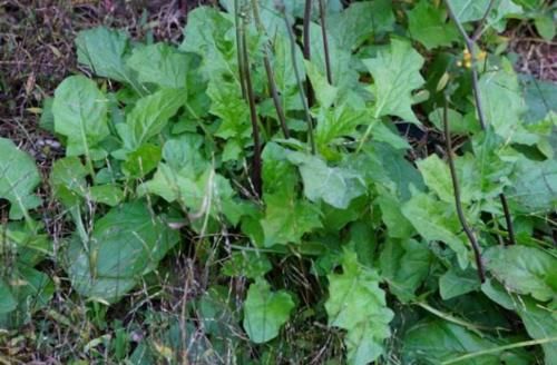 农村这草叫黄鹌菜，曾被农民当害草锄掉，如今是一种很好的中草药
